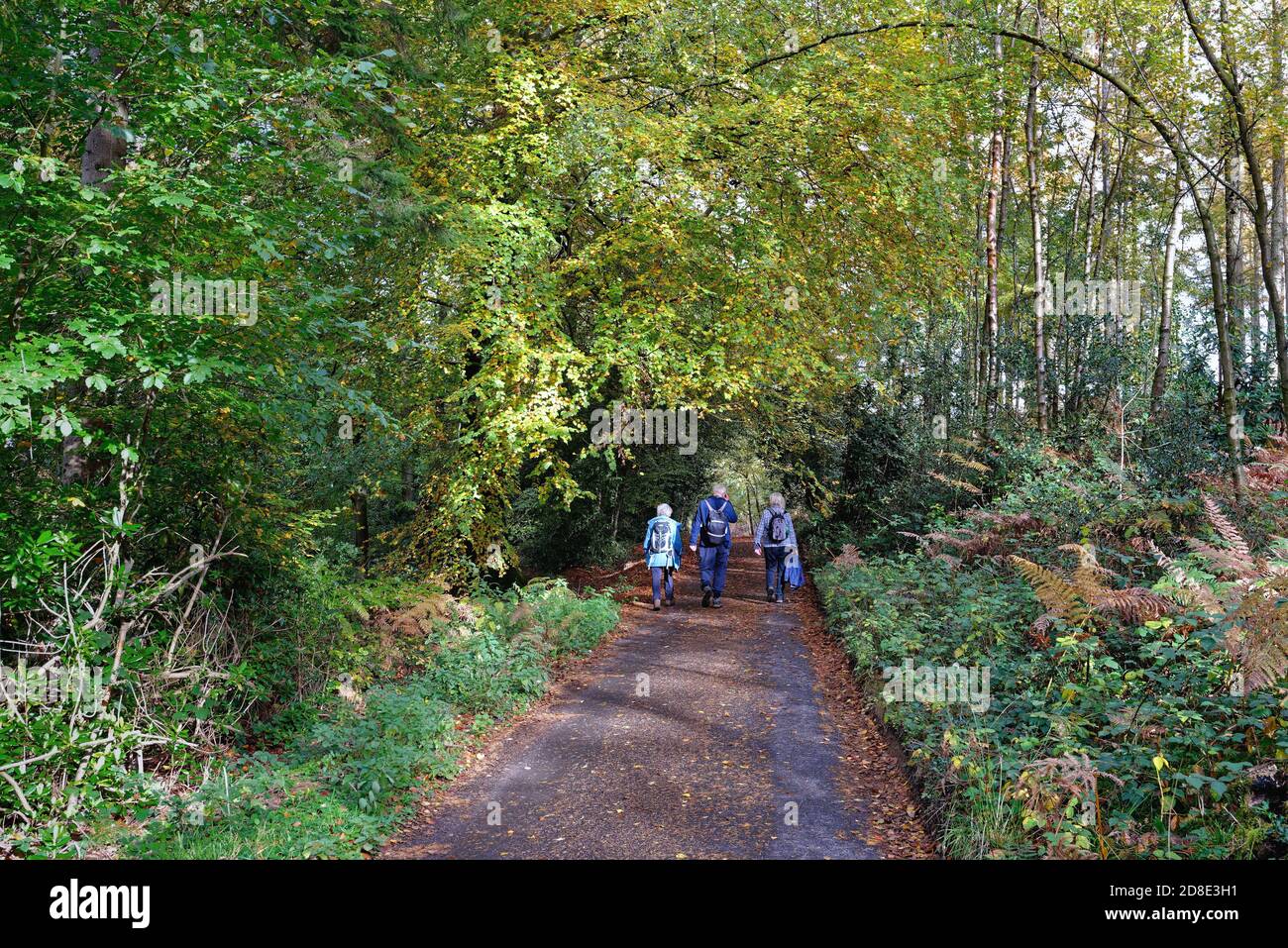 Trois randonneurs âgés, un homme deux femmes, dans une ruelle de campagne près de Friday Street dans les collines de Surrey, un jour automnal ensoleillé, près de Wotton England UK Banque D'Images