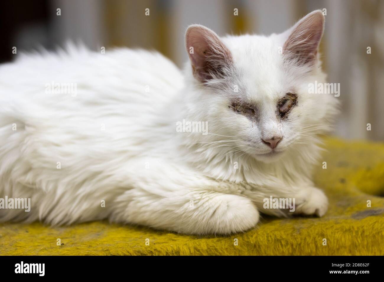 Chat Malade Blanc Sans Yeux Animal Blesse Photo Stock Alamy
