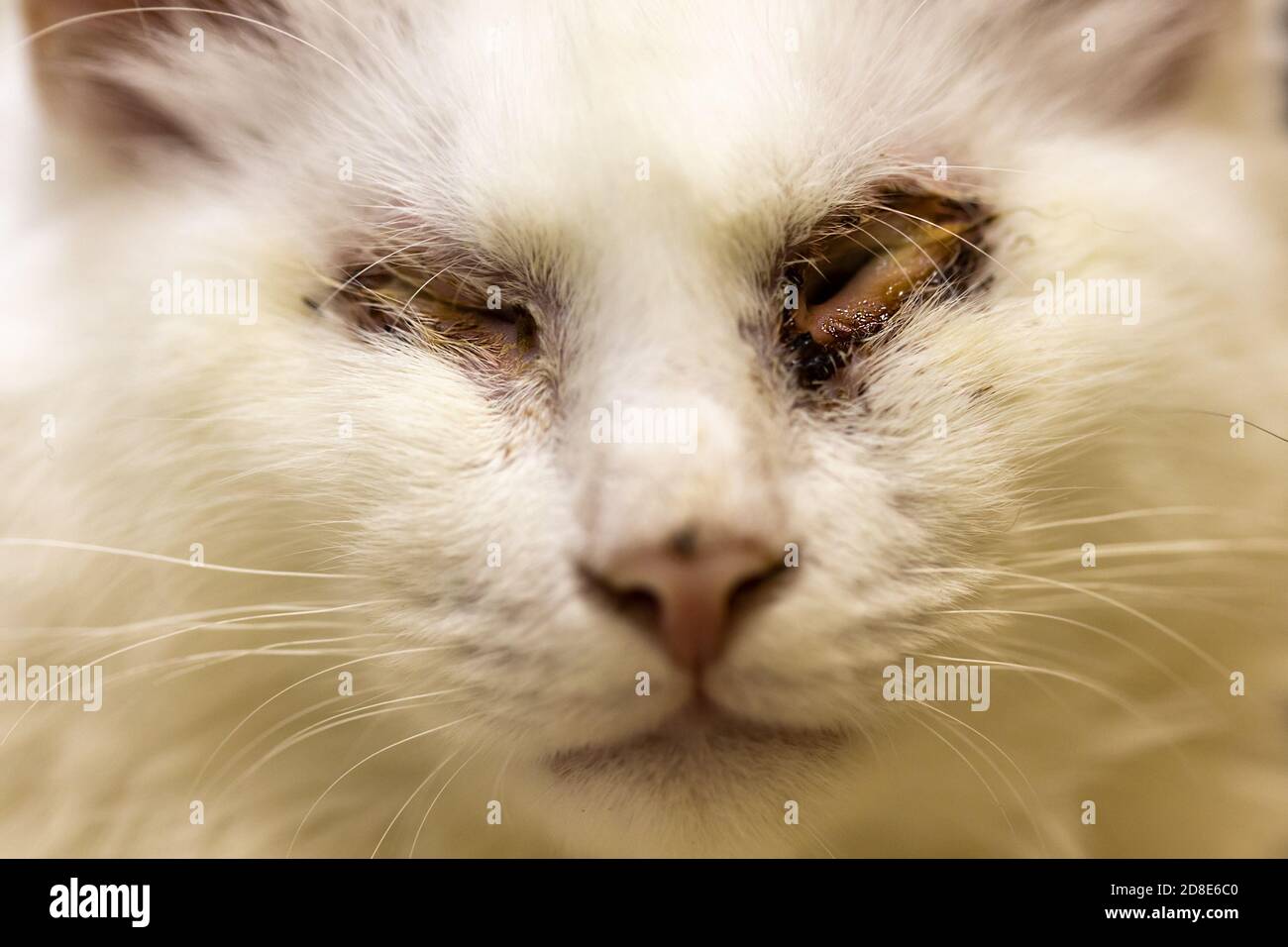 Chat Malade Blanc Sans Yeux Animal Blesse Photo Stock Alamy
