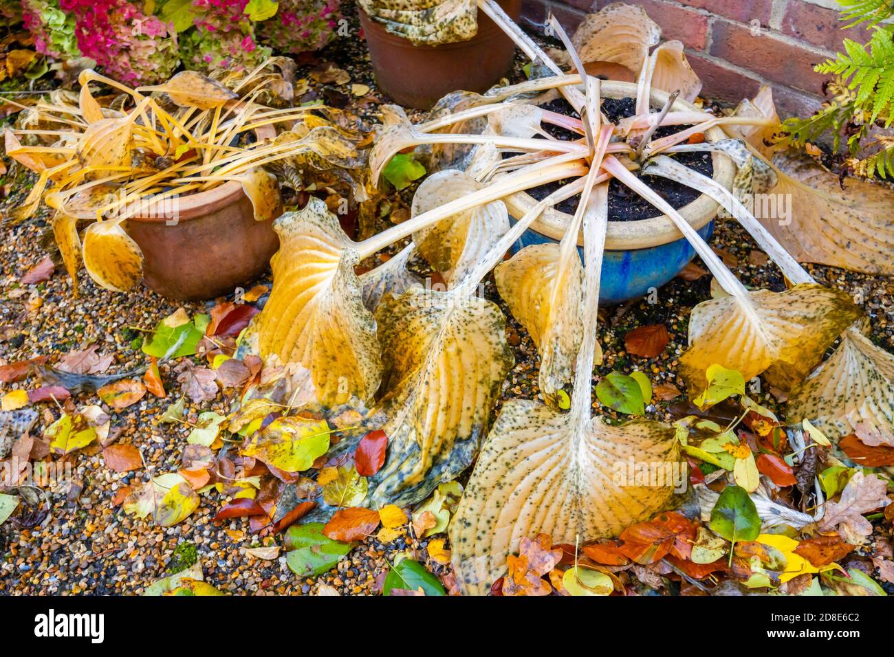 De grandes feuilles jaunes de Hosta à feuilles caduques (nénuphars plantain), « son et substance », après avoir été de retour dans un jardin de Surrey, dans le sud-est de l'Angleterre Banque D'Images