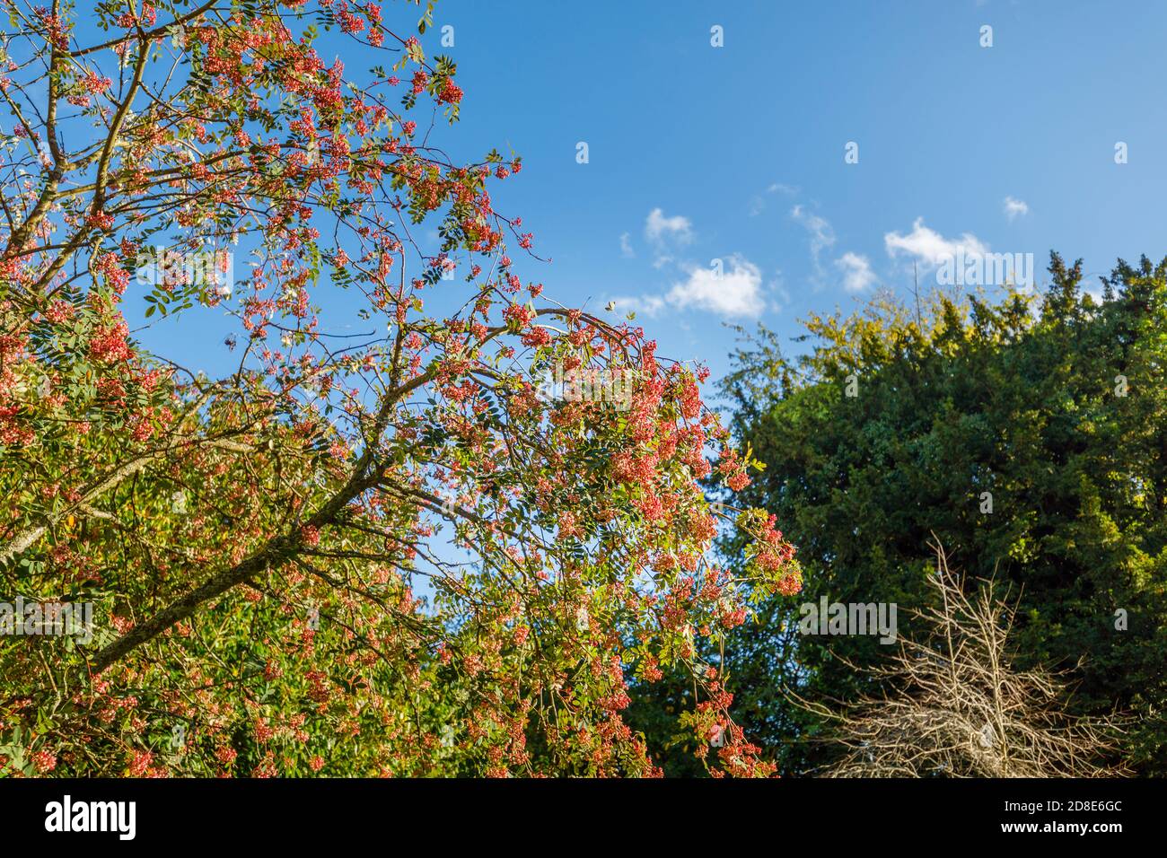 rowan (frêne de montagne), arbre rose, Sorbus vilmorinii, avec des baies roses caractéristiques en automne croissant à Petworth Park, Arundel, West Sussex Banque D'Images