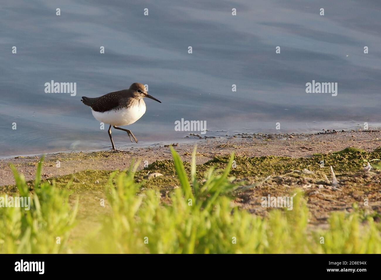 Green Sandpiper à The Shore Banque D'Images