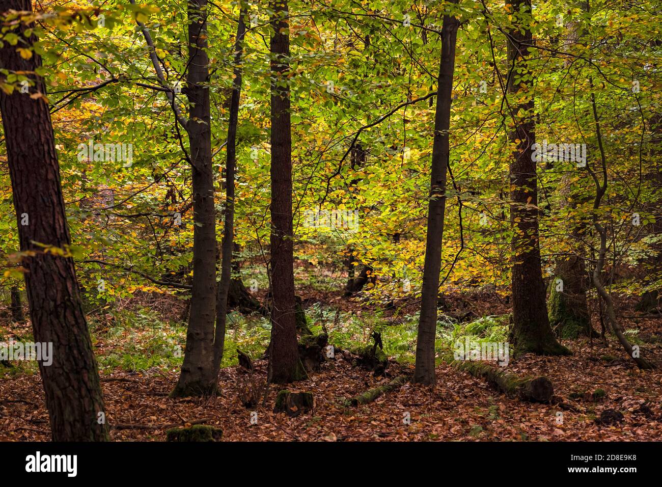 Feuilles d'automne dans une forêt mixte allemande en contre-jour Banque D'Images