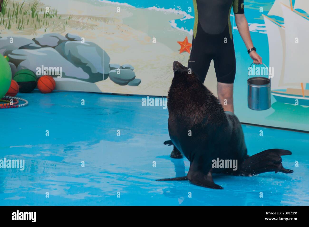 performance d'un phoque formé dans un delphinarium. un jeune entraîneur mâle interagit avec un phoque, un phoque à fourrure, des pinnipèdes. montrer avec des animaux de mer dans l'aquarium. Banque D'Images