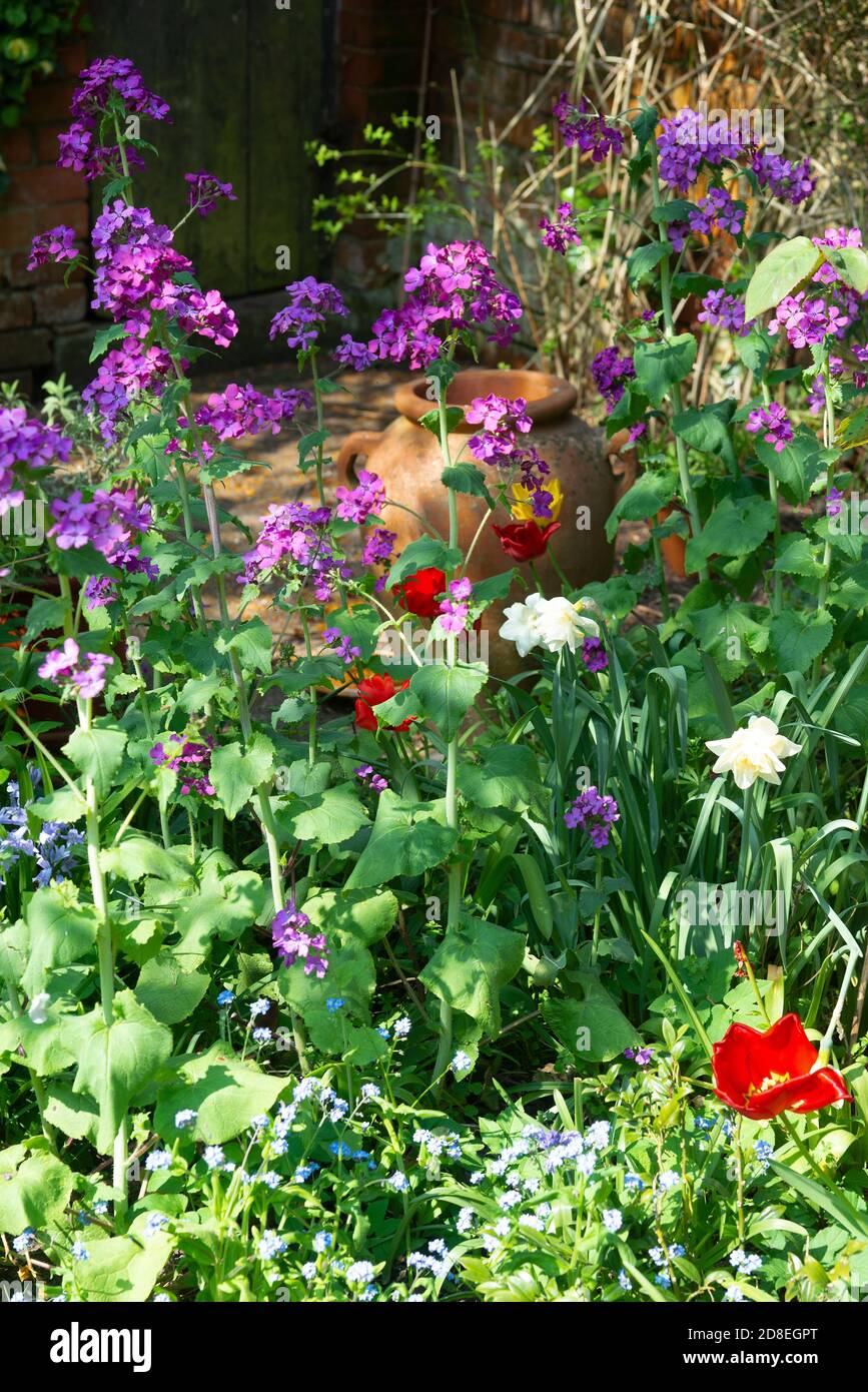 Lunaria annua ou l'honnêteté fleurit en avril dans le jardin du Berkshire, Angleterre, Royaume-Uni Banque D'Images