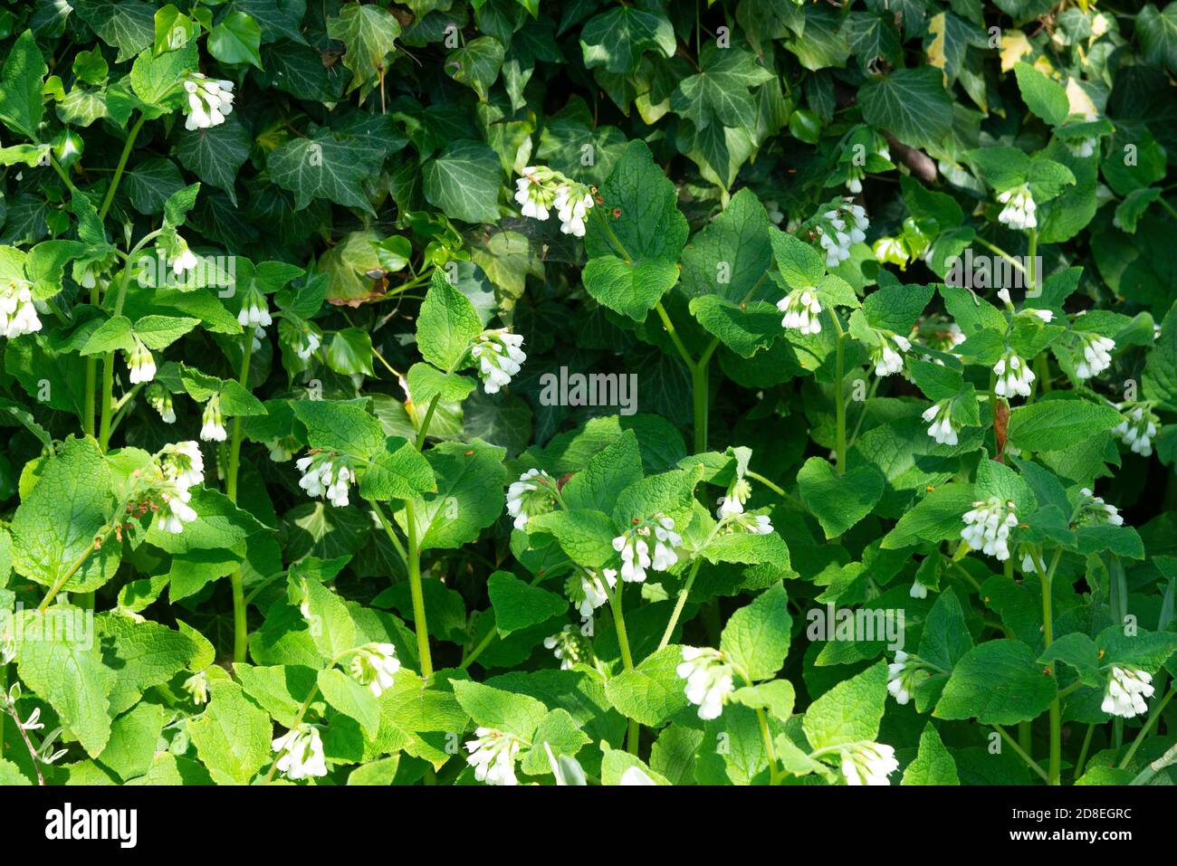 Comfrey commun une fleur sauvage fleurit au printemps dans le Berkshire, Angleterre, Royaume-Uni Banque D'Images