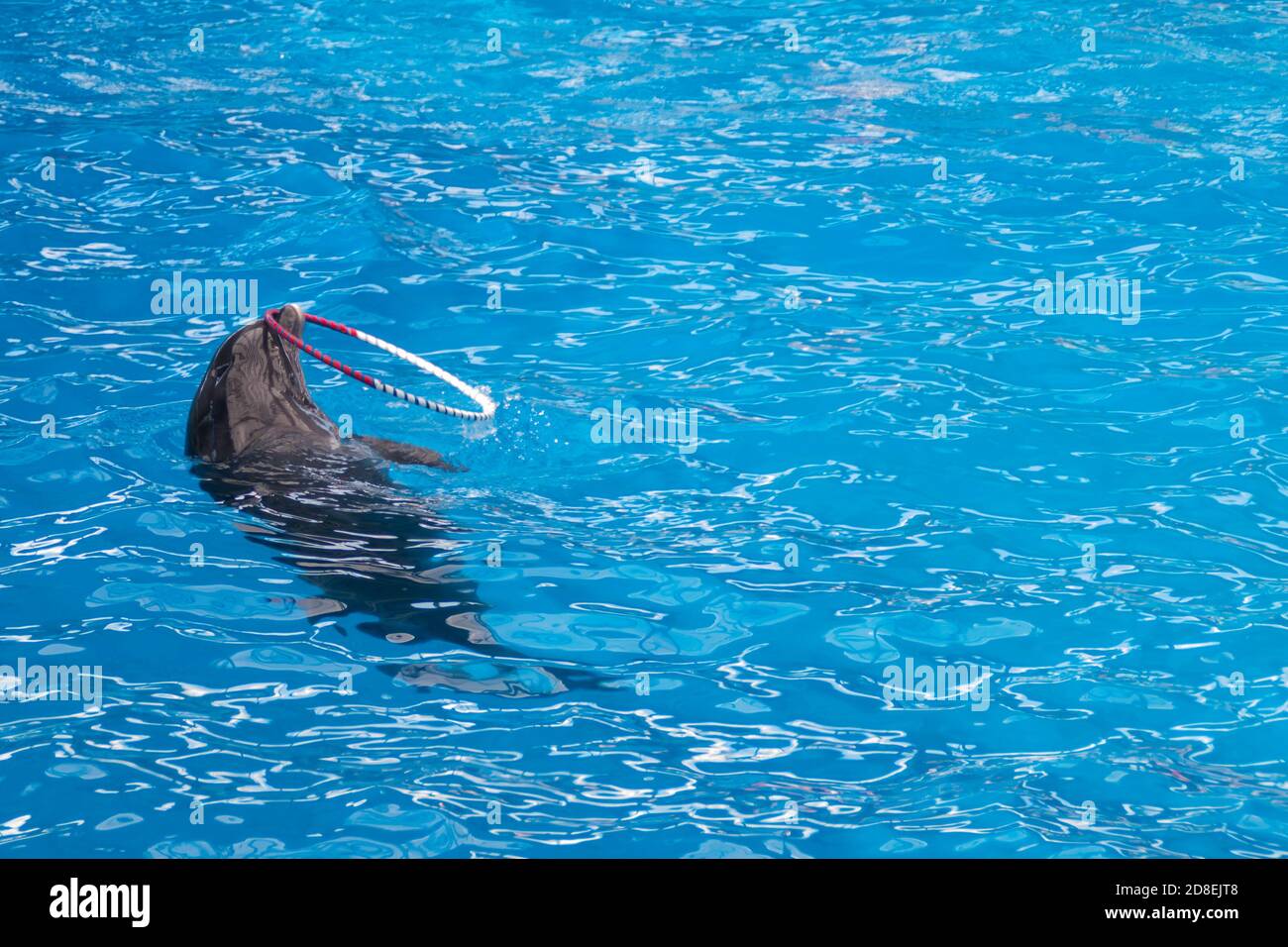 Les dauphins gris mignons nagent dans l'eau bleue. Espace de copie, place pour votre texte. Dauphins à gros nez, mammifères marins sauvages. Vierge pour la publicité nager avec les dauphins, delphinarium, spectacles, aquarium, Banque D'Images