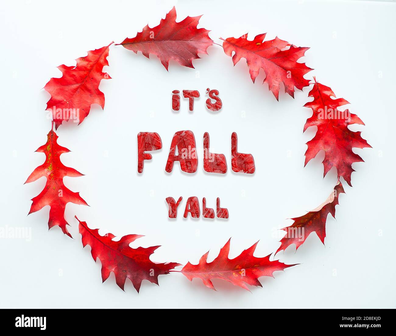 Cadre ovale en feuilles de chêne rouge vif, plat sur fond blanc. Couronne d'automne abstraite Banque D'Images