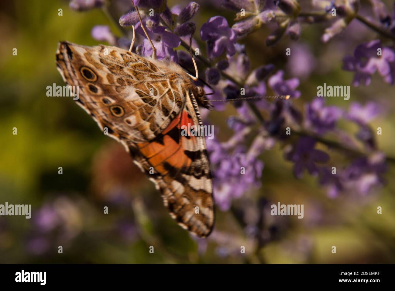 l'urticaire à la ruche noire et orange est située sur de petites fleurs sauvages lilas. insecte papillon dans un habitat naturel, photo de nature en gros plan avec bokeh et foyer variable. Banque D'Images