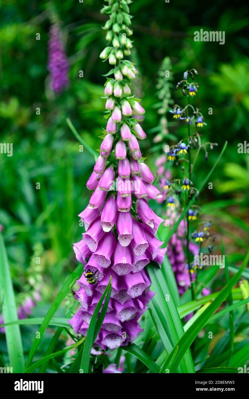 Digitalis purpurea,foxglove,foxgloves,pourpre fleur pointes,violet fleurs,jardin,RM Floral Banque D'Images