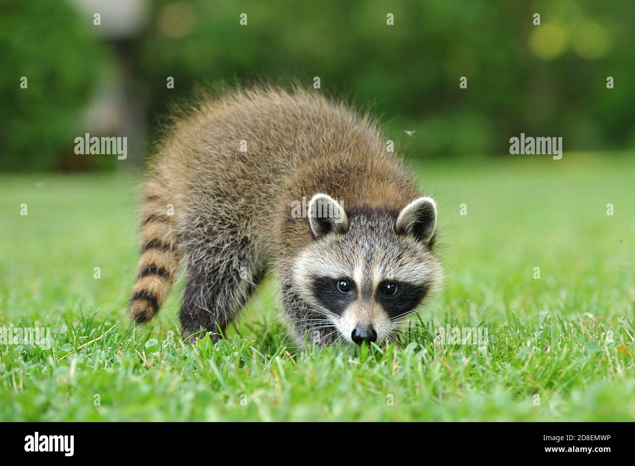 Un Bebe Raton Laveur Dans L Herbe Photo Stock Alamy