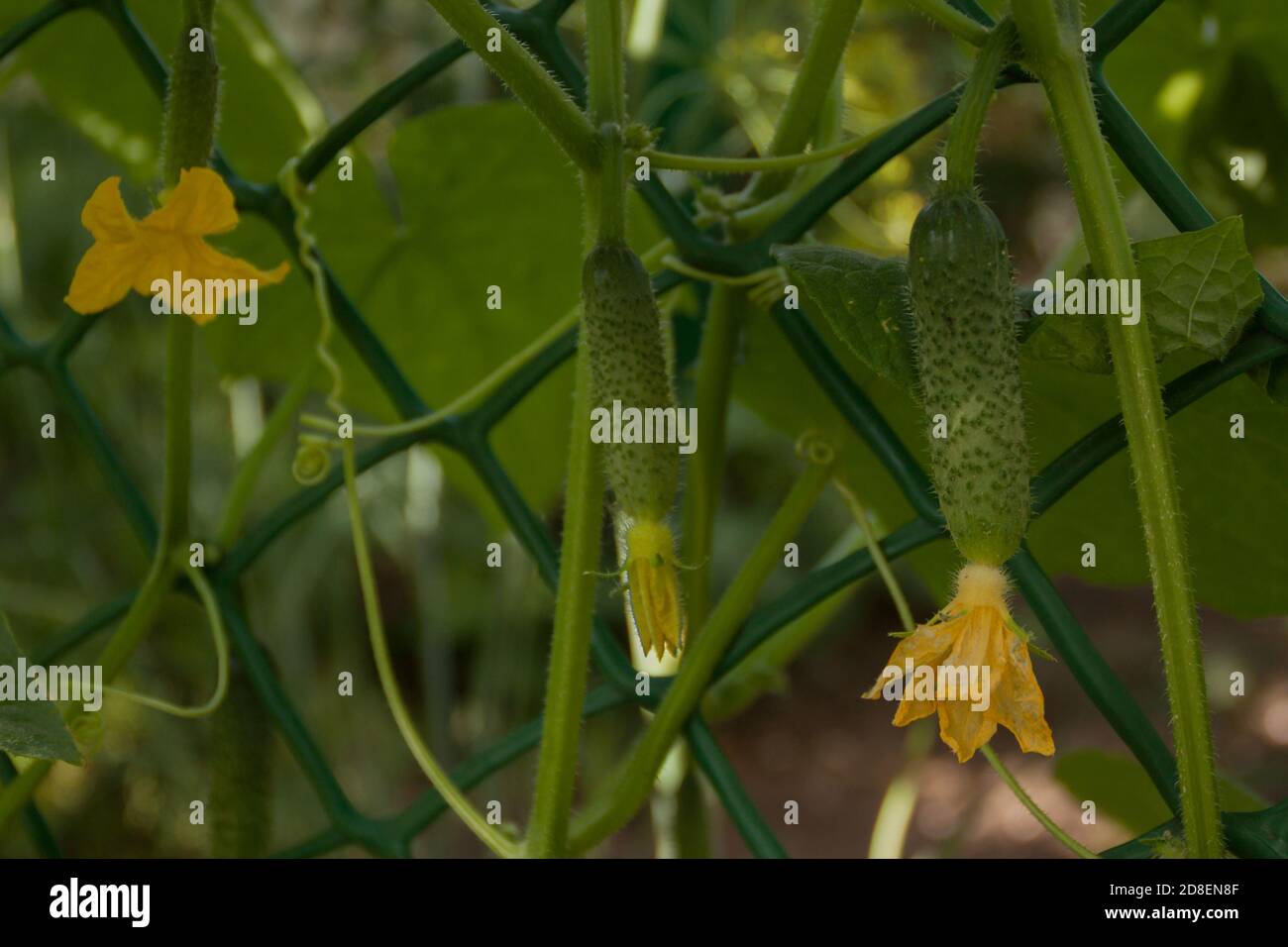 petit concombre vert frais avec inflorescence pousse sur une branche de feuillage. culture de légumes écologiques naturels, agriculture agricole, jardinage. produits naturels écologiques ingrédients végétarien vegan cuisine authentique Banque D'Images