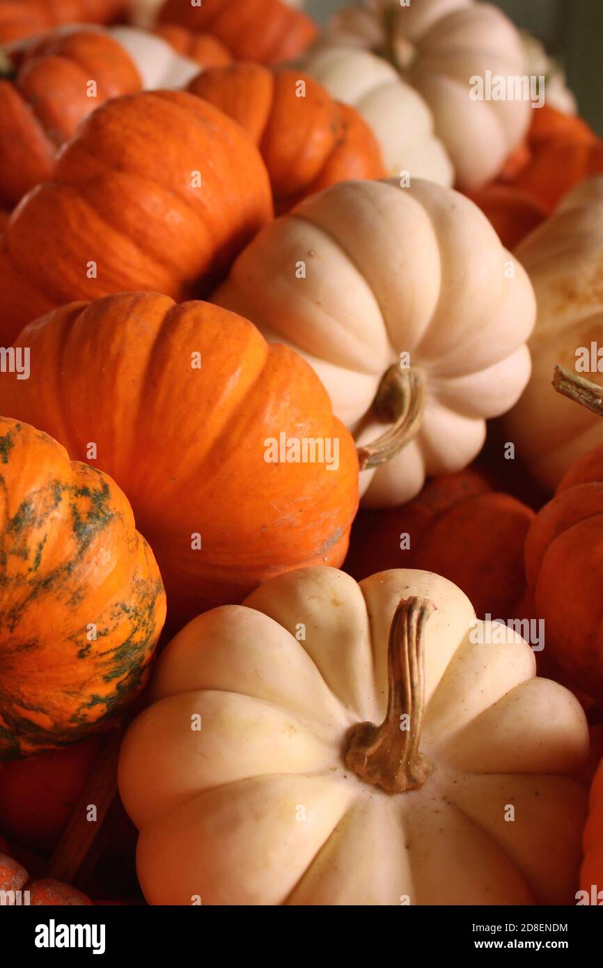 Image rapprochée de petits citrouilles sur un marché agricole à Wilmington, NC-2 Banque D'Images