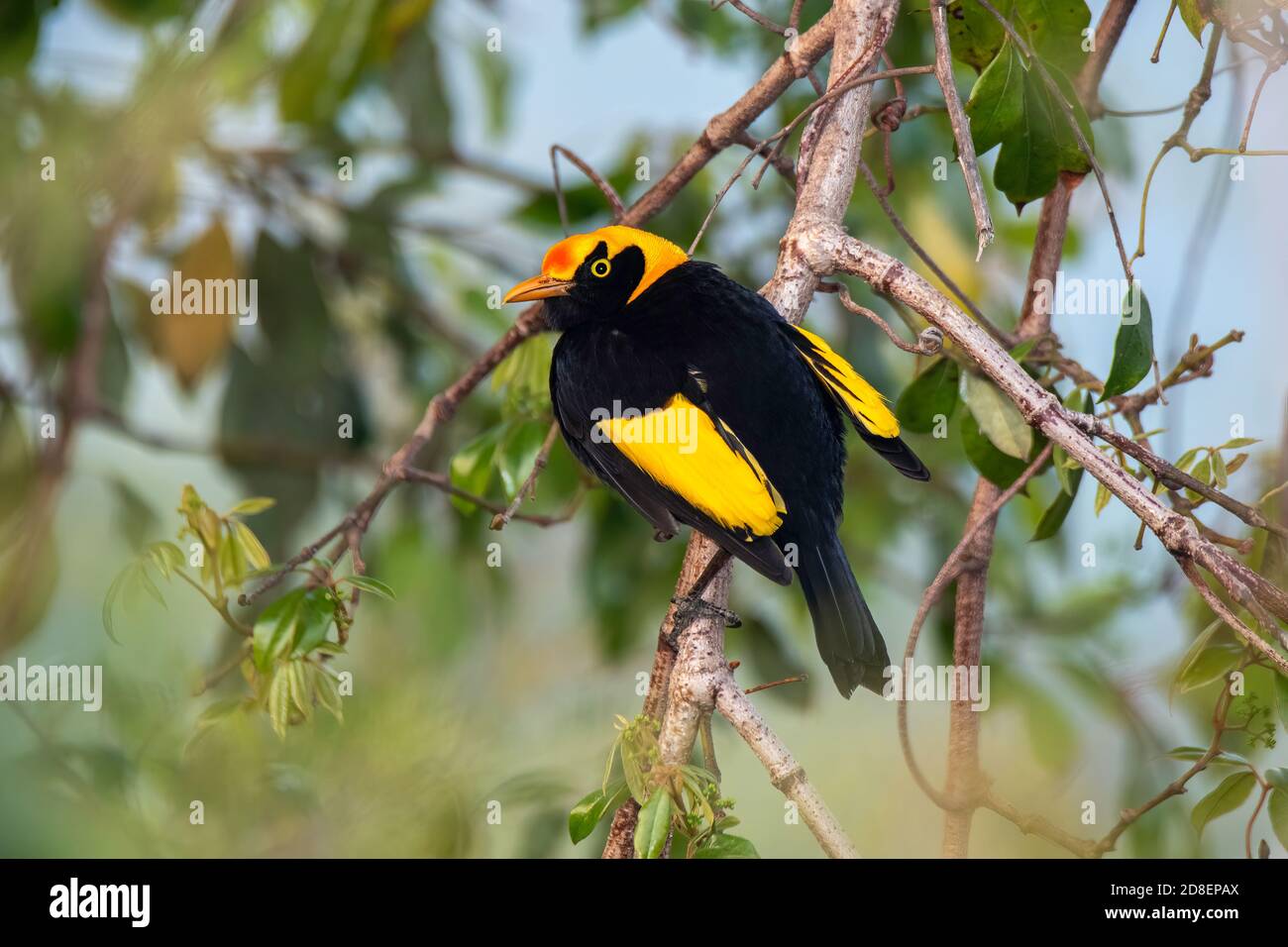 Regent Bowerbird Sericulus chrysocephalus O'Reilly's Rainforest Retreat, Queensland, Australie 10 novembre 2019 Homme adulte Ptilonorhynchi Banque D'Images
