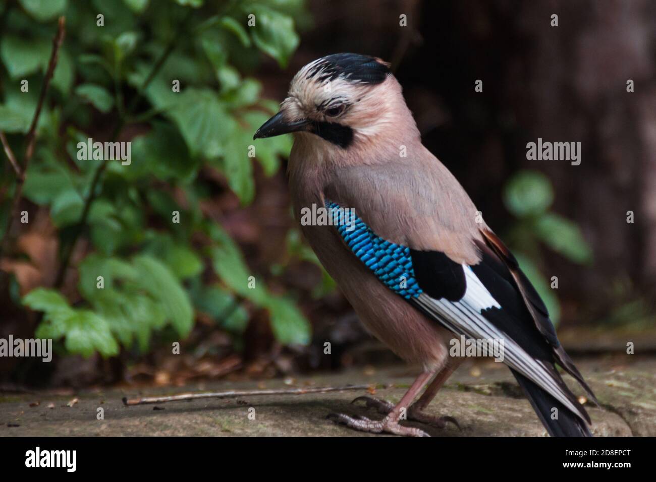 jay eurasien. Garrulus glandarius. Un oiseau gris-brun avec des ailes bleues se trouve dans le parc au milieu de verdure. Triste oiseau en gros plan Banque D'Images