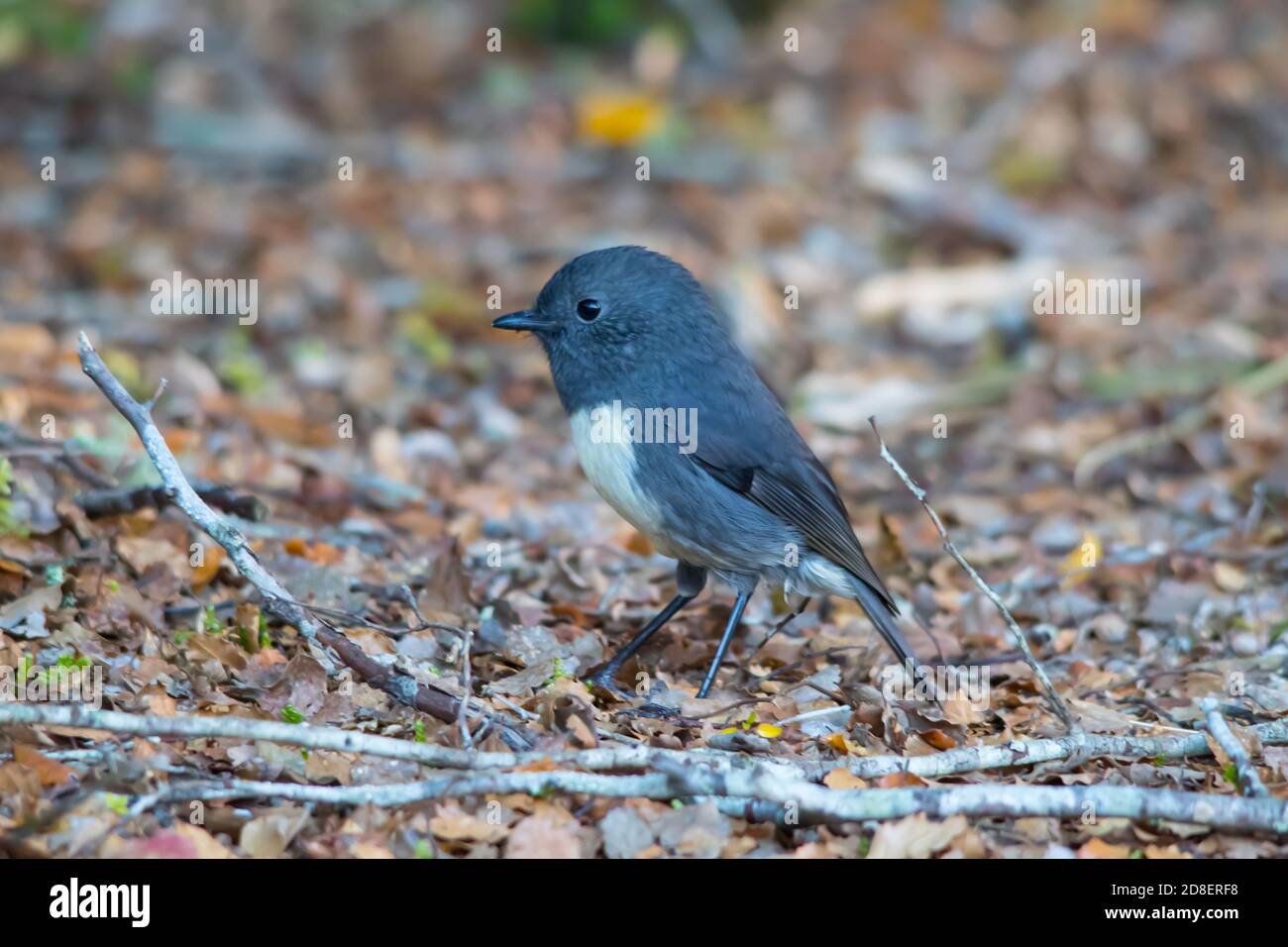 Sud de l'île Robin (Petroica australis) Banque D'Images