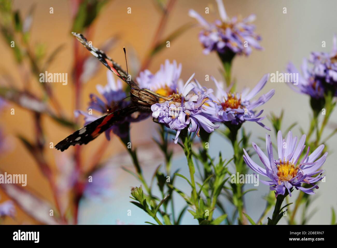 Le papillon de l'Admiral rouge du Nord avec des ailes blanches orange noires est assis sur des fleurs violettes et boit le nectar avec ses proboscis le jour d'automne ensoleillé. Banque D'Images