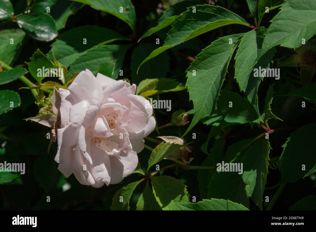 Rosehip buisson avec fleur rose clair gros plan Banque D'Images