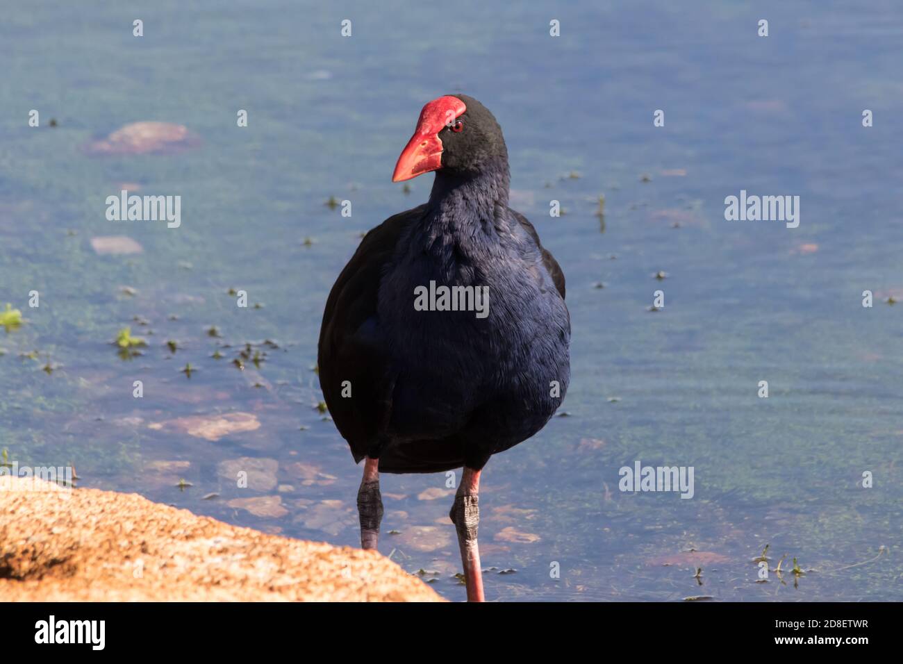 Un gros plan d'un marécages Australasien (Porphyrio melanotus) debout au bord de l'eau. Banque D'Images