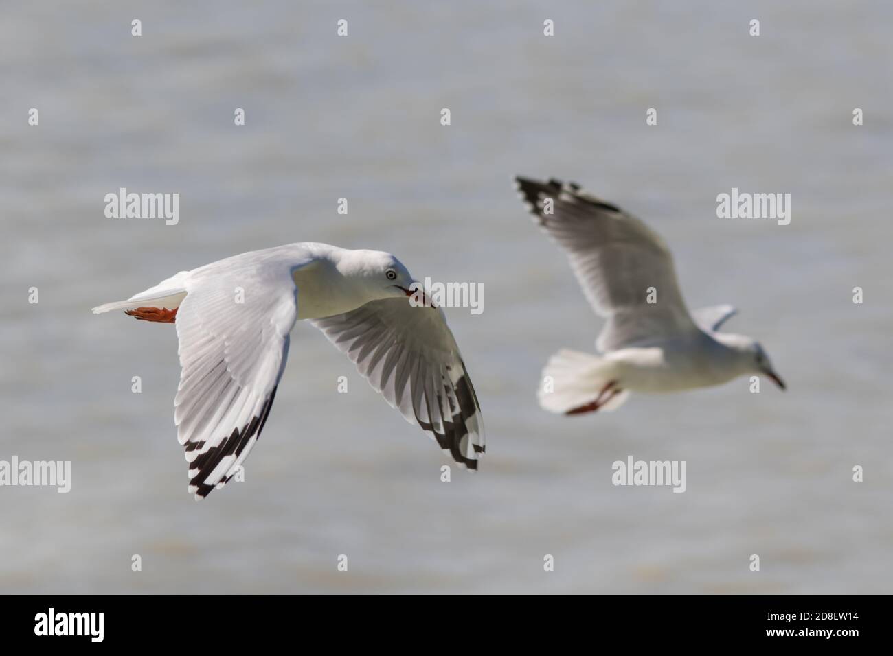 La Mouette à bec rouge (Chericocephalus novaehollandiae scopulinus), autrefois aussi connue sous le nom de Mouette de maquereau, est originaire de Nouvelle-Zélande. Banque D'Images