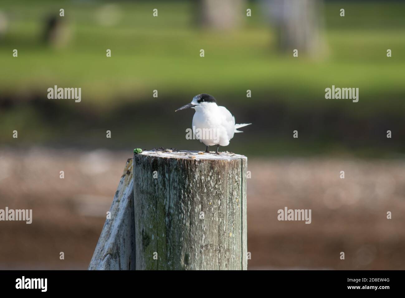 Une seule la Sterne à froncé blanc (Sterna striata) également connue sous le nom de Tara, la Cygne de mer, la Sterne à bec noir, l'oiseau Kahawai, la Sterne du Sud et la queue de la Cygne Banque D'Images