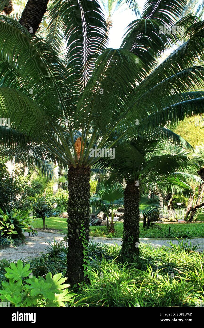 Cycas Circinalis plante dans le jardin à Elche, Alicante Banque D'Images