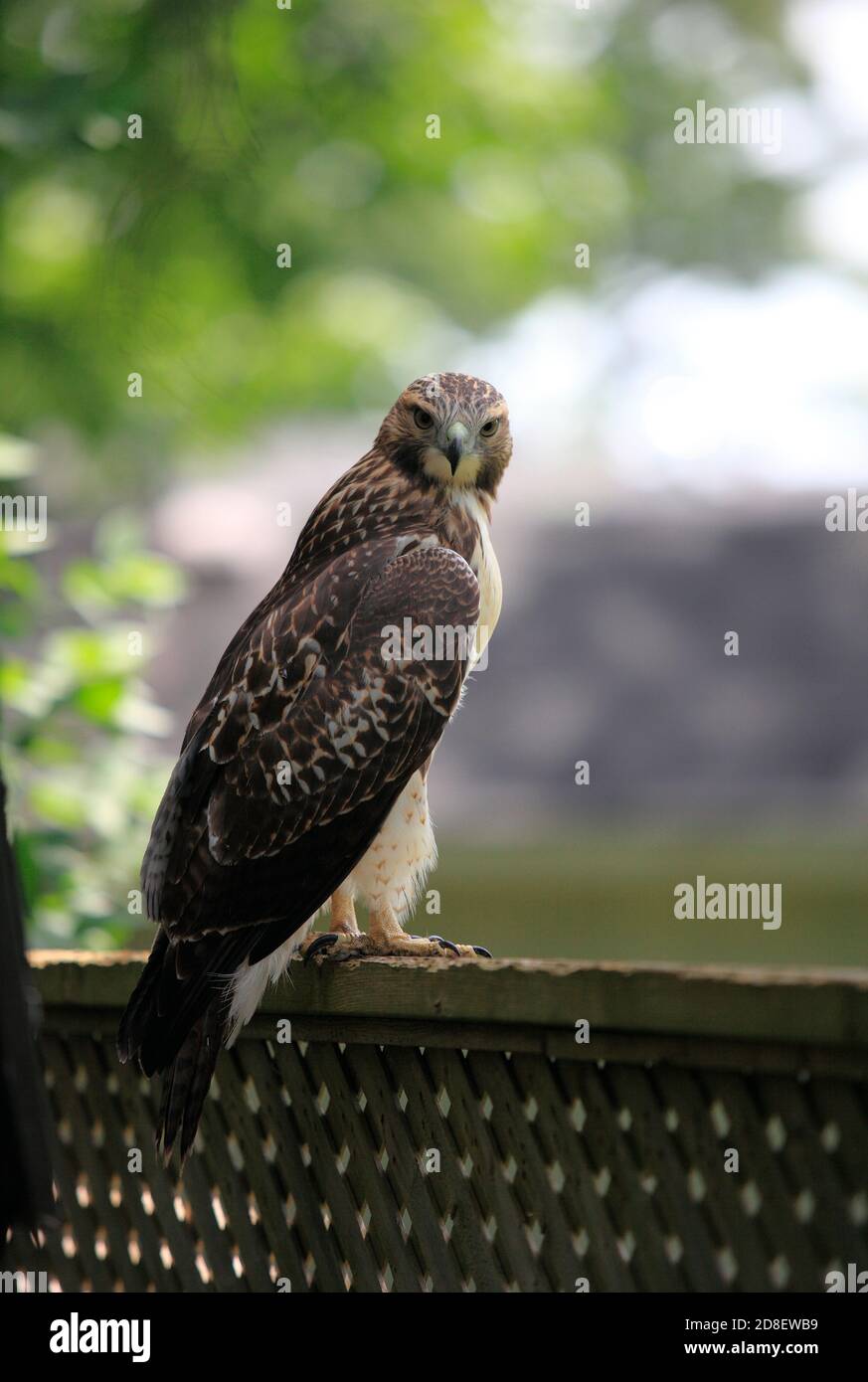faucon rouge de queue assis sur une clôture Banque D'Images