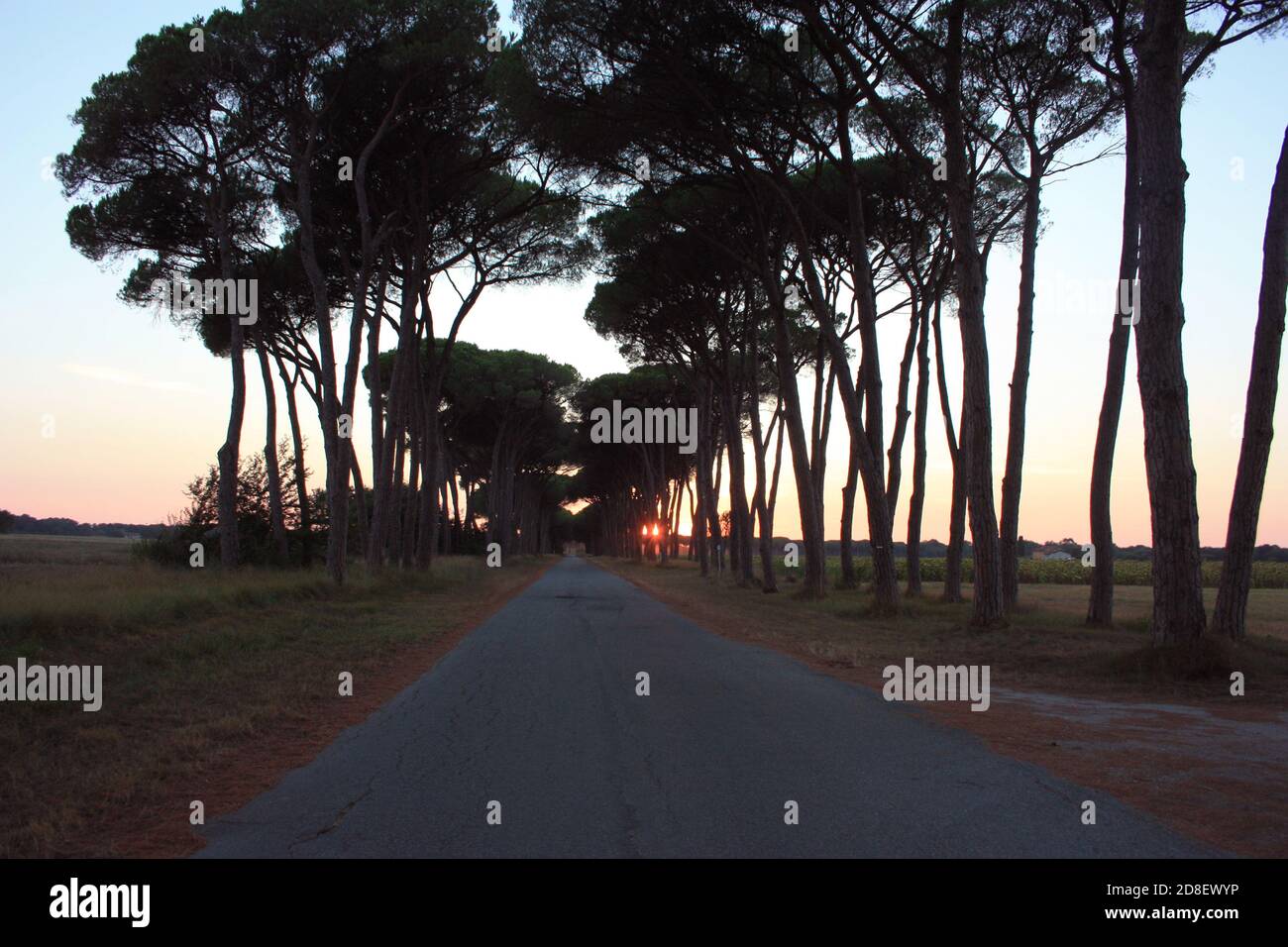 charmante avenue romantique avec arbres au coucher du soleil dans la campagne Campagne toscane Banque D'Images