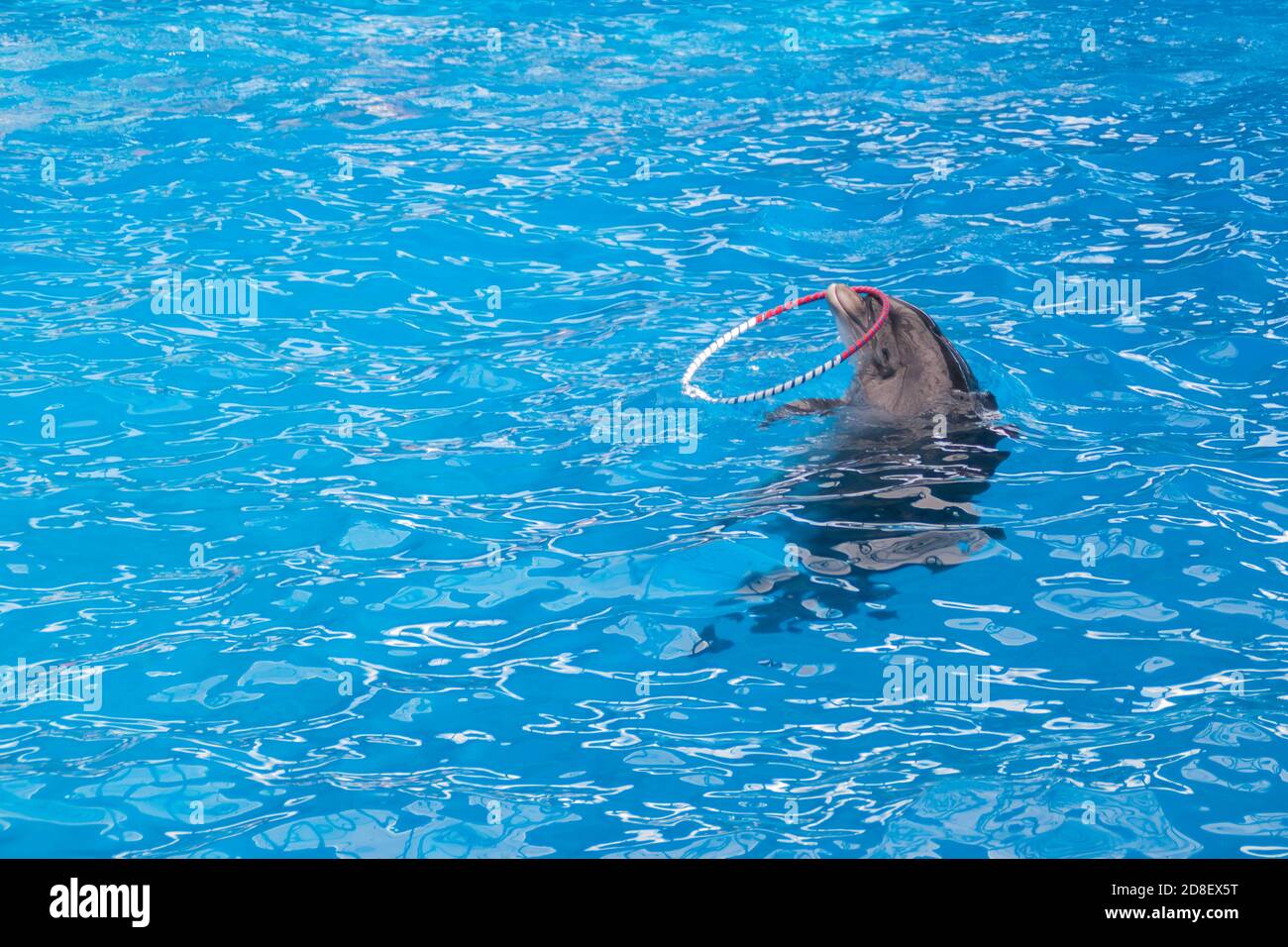 Les dauphins gris mignons nagent dans l'eau bleue. Espace de copie, place pour votre texte. Dauphins à gros nez, mammifères marins sauvages. Vierge pour la publicité nager avec les dauphins, delphinarium, spectacles, aquarium, Banque D'Images