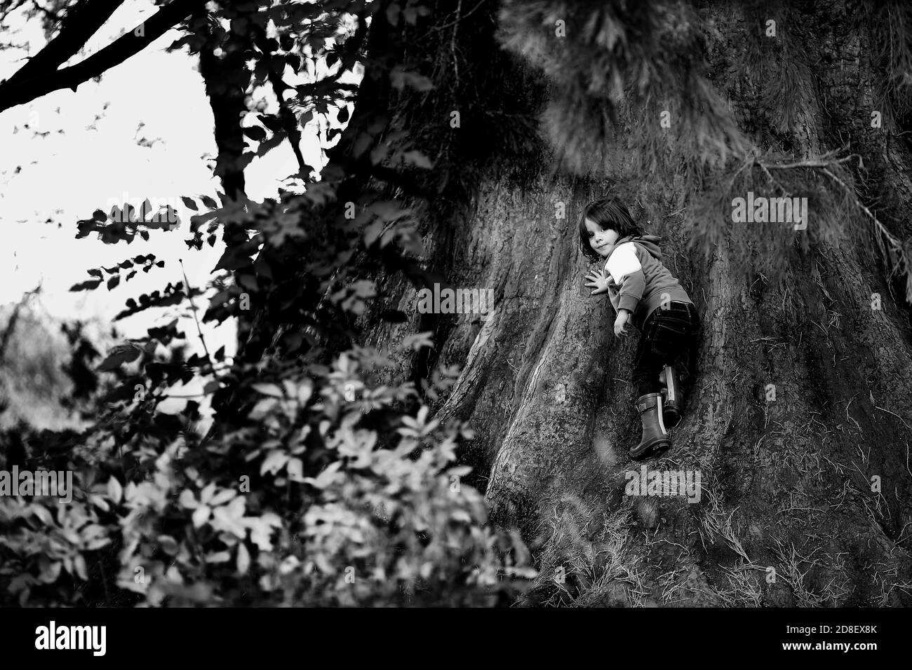 Un jeune garçon escaladant un arbre géant de séquoias dans les Brecon Beacons, au pays de Galles. ©PRWPhotography Banque D'Images
