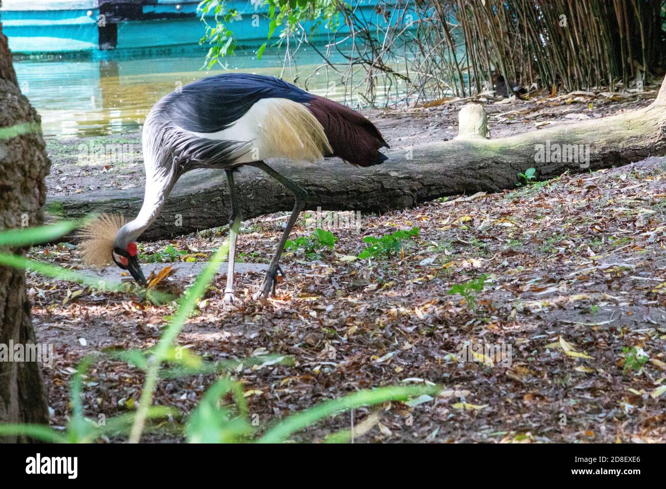 Photo d'une grue à couronne à la recherche de nourriture, latin Balearica Regulorum Banque D'Images