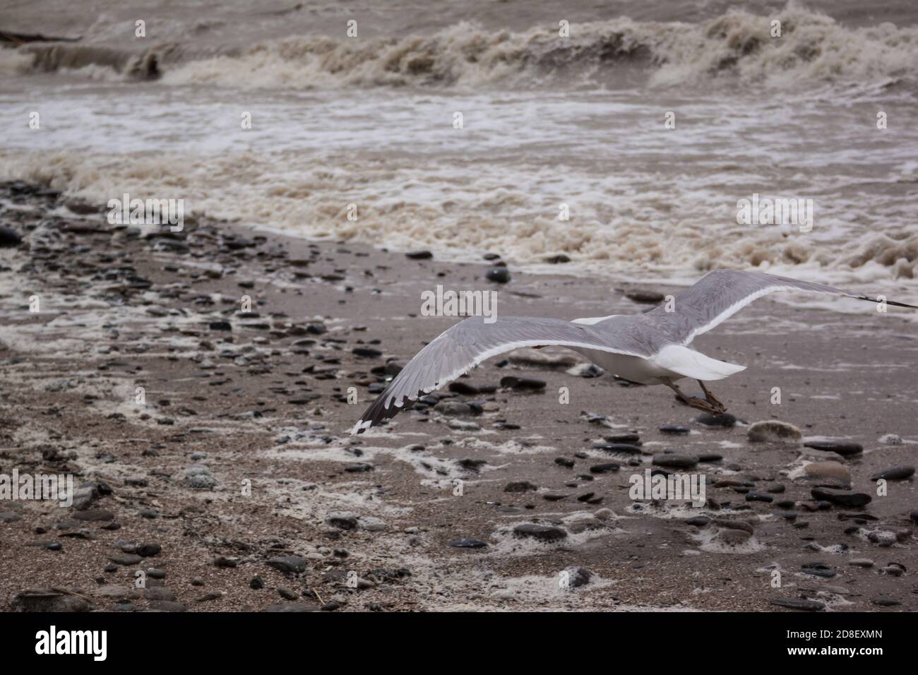 le mouette vole au-dessus de la mer par temps venteux nuageux, vagues, vent, nuages Banque D'Images