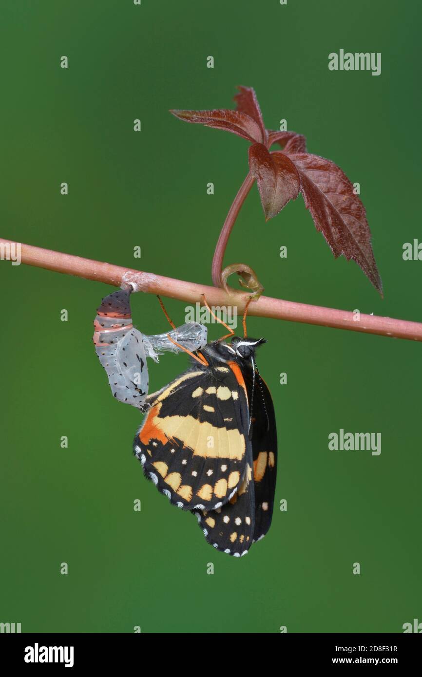 Bande bordée (Chlolyne lacinia), ailes en expansion de papillon après avoir émergé de la chrysalide, série, Hill Country, Central Texas, États-Unis Banque D'Images
