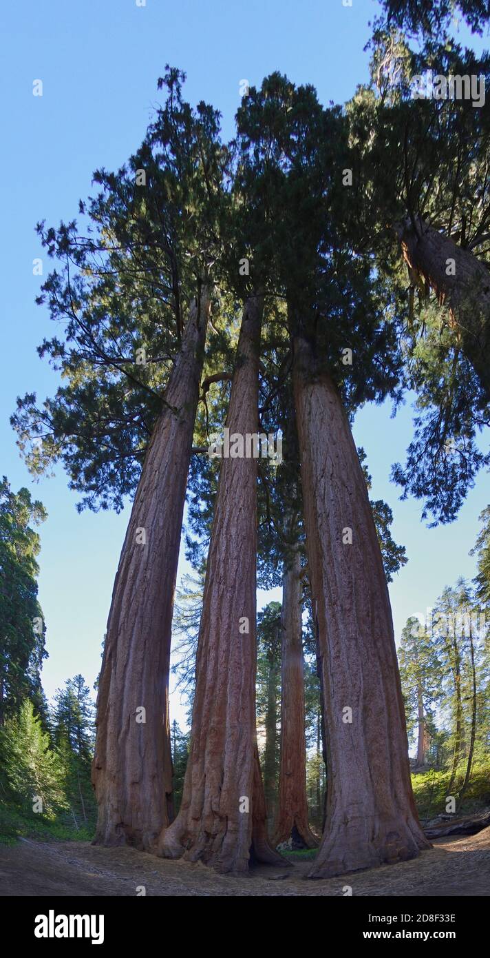 Séquoia géant (Sequoiadendron giganteum), parc national de Sequoia et Kings Canyon, Californie, États-Unis Banque D'Images
