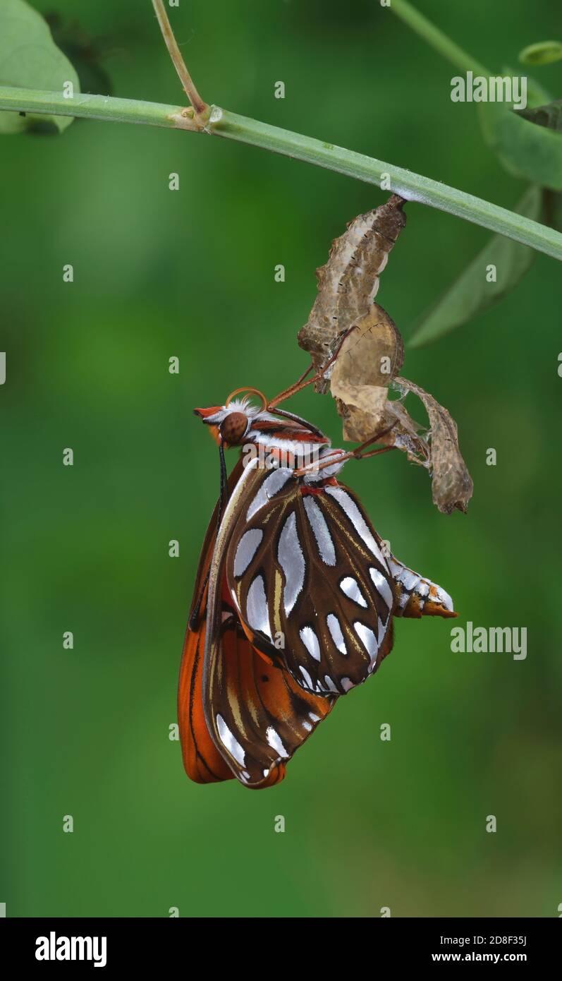 Gulf Fritillary (Agraulis vanillae), ailes en expansion de papillon après avoir émergé de la chrysalide, Hill Country, Central Texas, États-Unis Banque D'Images