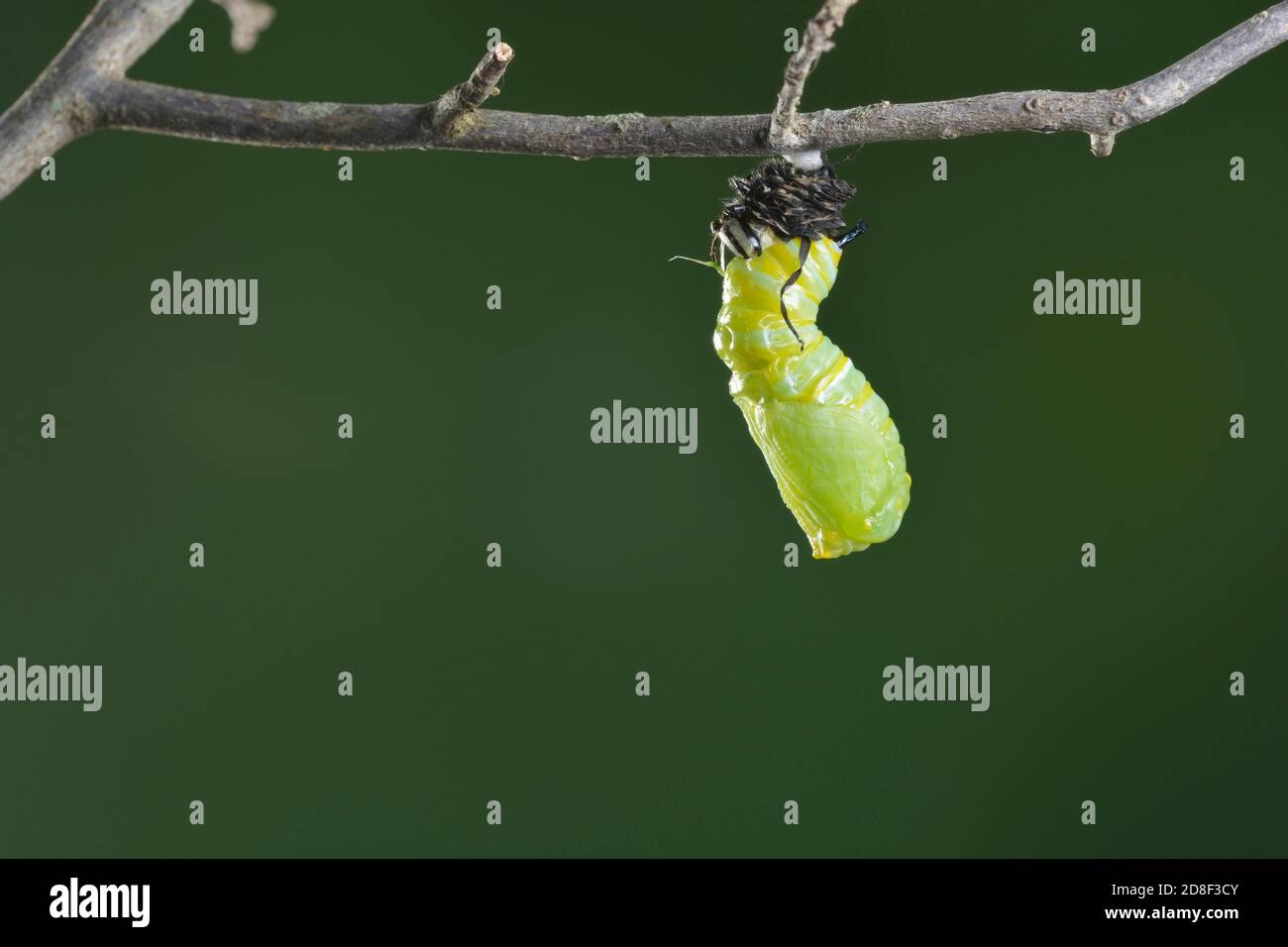 Monarch (Danaus plexippus), caterpillar Pupating, série, Hill Country, Central Texas, États-Unis Banque D'Images