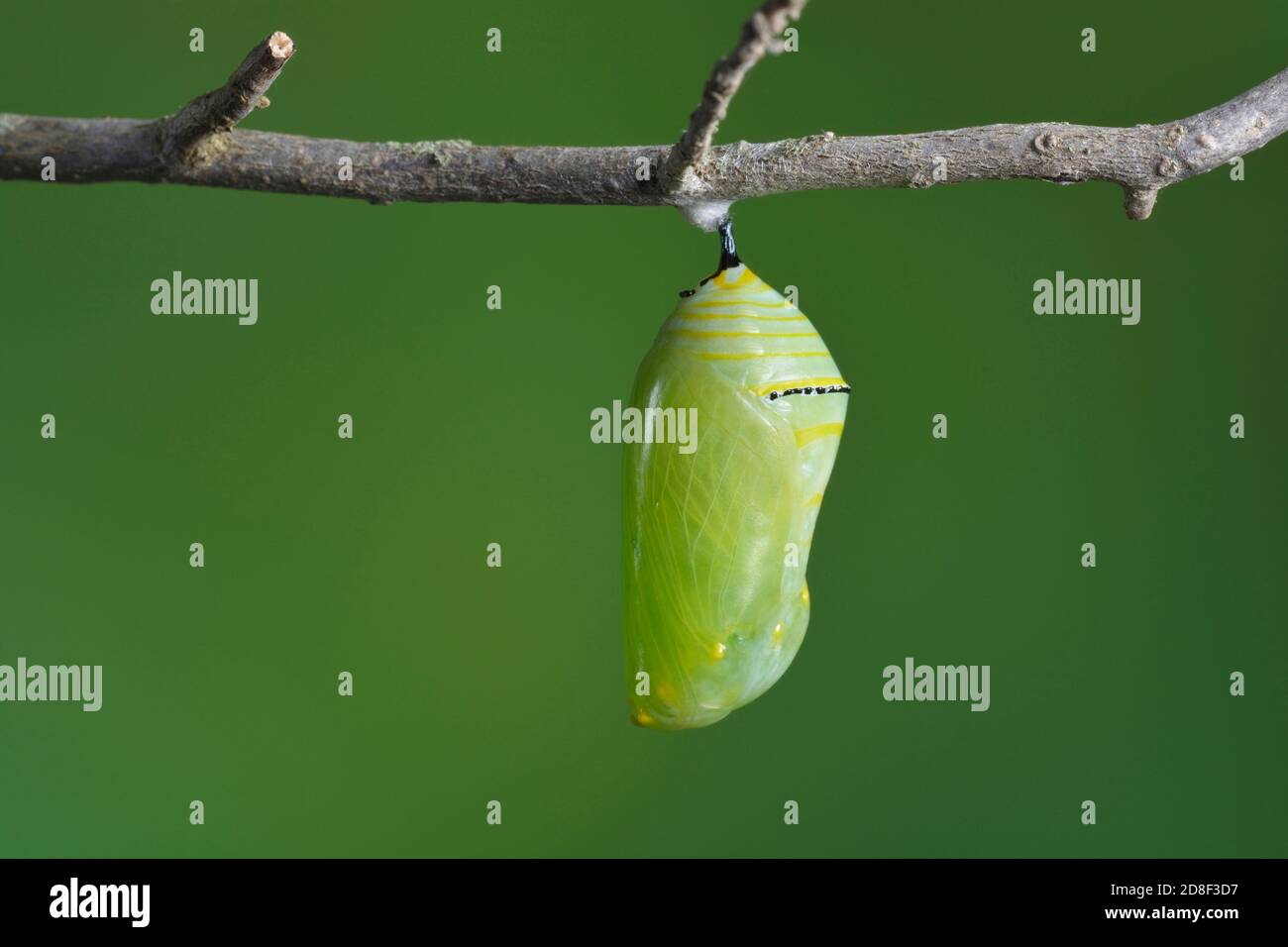 Monarch (Danaus plexippus), caterpillar Pupating, série, Hill Country, Central Texas, États-Unis Banque D'Images
