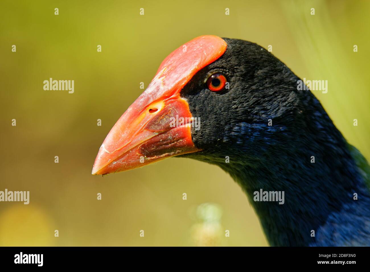 Pukeko (Porphyrio porphyrio melanotus) debout sur une prairie près du lac et maintenant l'intensité des inspections d'herbe dans c'est thorn. Banque D'Images