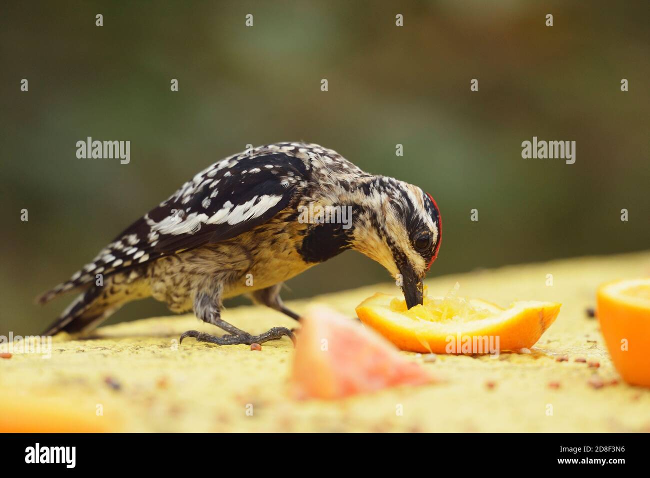 Sapsucker à ventre jaune (Sphyrapicus varius), adulte se nourrissant des oranges, South Padre Island, Texas, États-Unis Banque D'Images