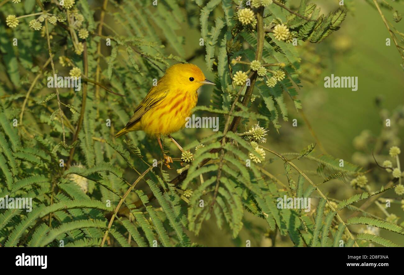 Paruline jaune (Dendroica petéchia), homme adulte, South Padre Island, Texas, États-Unis Banque D'Images