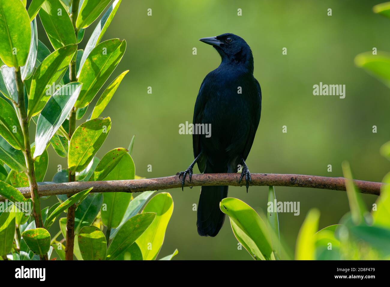 Blackbird mélodieuse - Dives dives moyennes blackbird avec une queue arrondie, le plumage est entièrement noir avec un lustre bleuâtre, et le projet de loi, les jambes et le fe Banque D'Images