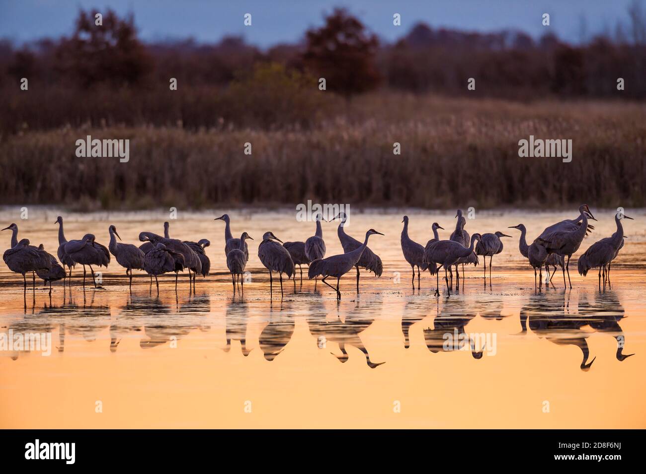 Grues du Canada, Roosting dans les zones humides, migration, Haut-Midwest des États-Unis, par Dominique Braud/Dembinsky photo Assoc Banque D'Images