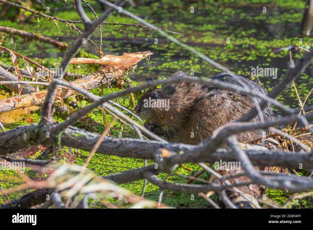 Rat musqué (Ondatra zibethicus) reposant sur un tas de branches d'arbres variées rassemblées par les castors dans l'étang, Castle Rock Colorado USA. Banque D'Images Rat musqué (Ondatra zibethicus) reposant sur un tas de branches d'arbres variées rassemblées par les castors dans l'étang, Castle Rock Colorado USA. Banque D'Images