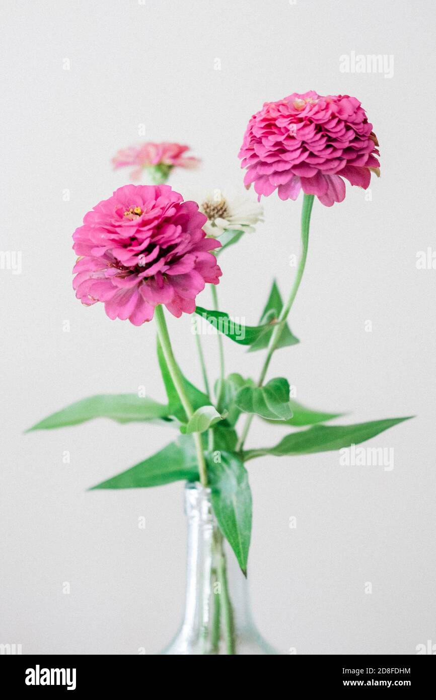 fleurs roses dans un vase en verre Banque D'Images