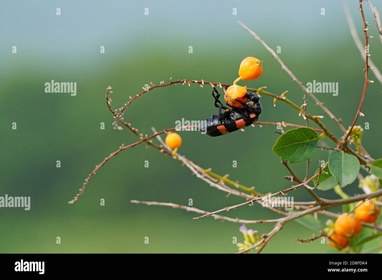 Le coléoptère orange mange les fruits de la plante duranta erecta Banque D'Images