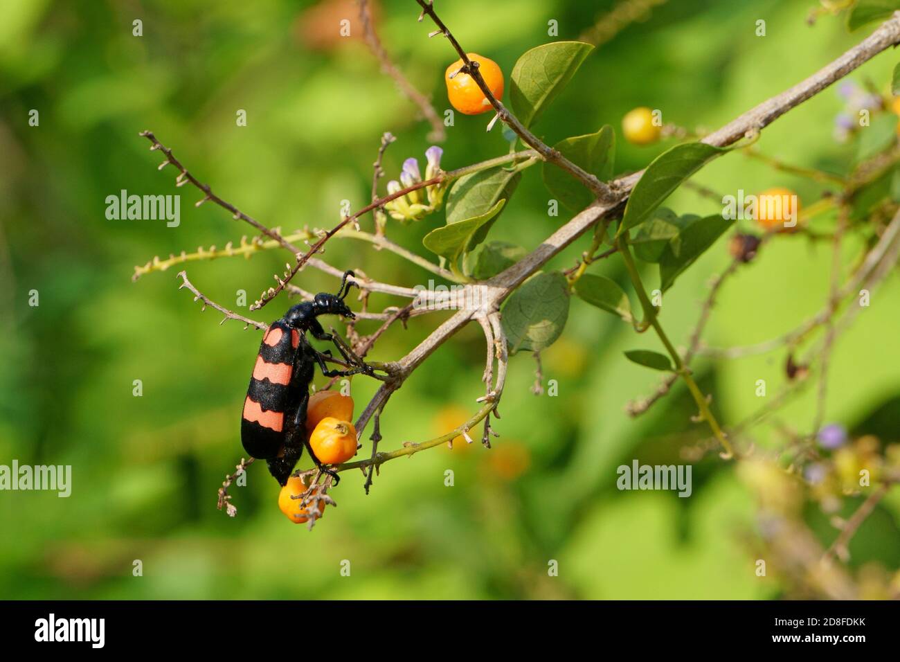 Coléoptère orange sur la branche de la plante duranta erecta Banque D'Images