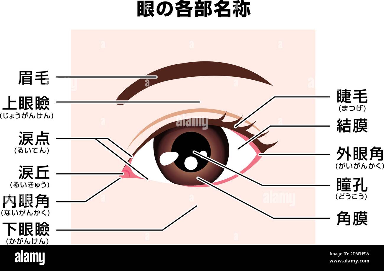 Structure de l'œil humain ( noms des pièces ) Illustration vectorielle / Japonais Illustration de Vecteur
