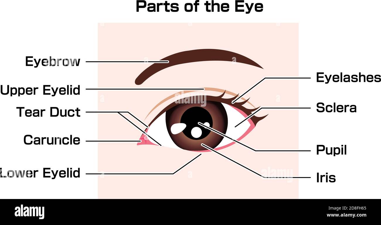 Structure de l'œil humain ( noms des pièces ) illustration vectorielle Illustration de Vecteur
