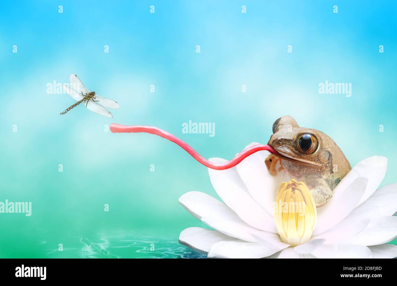 Grenouille avec une longue languette accrocheuse libellule Banque D'Images