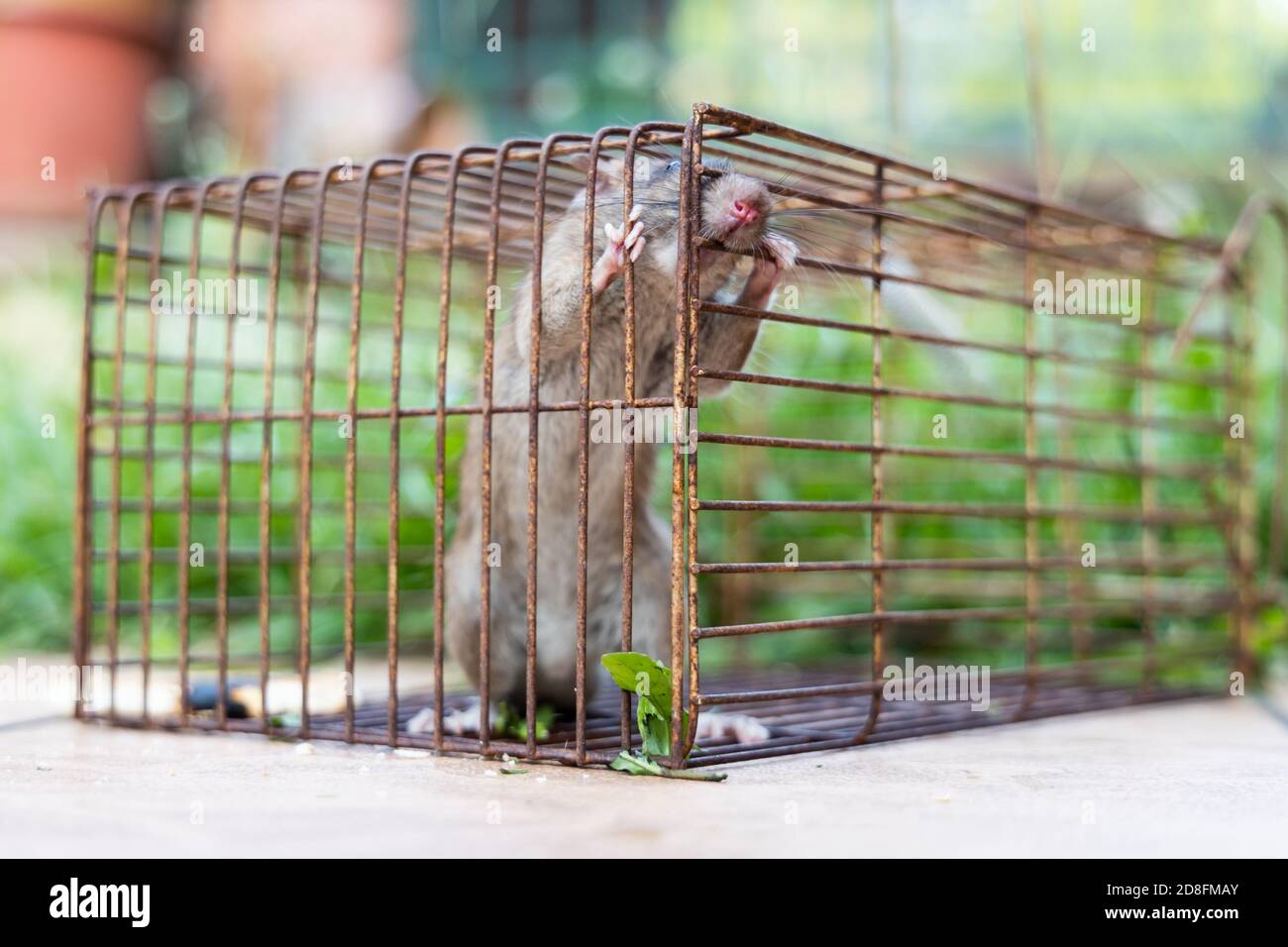 Gros plan de souris de rat attrapée dans la cage de piège de rat